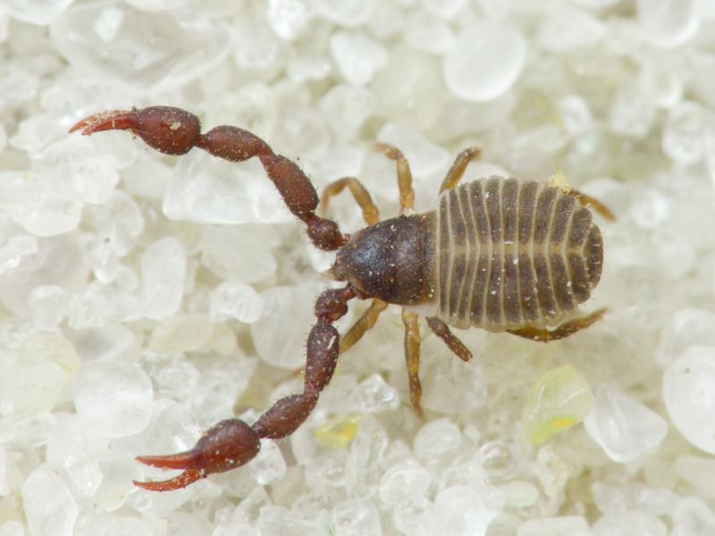 Pseudoscorpiones
